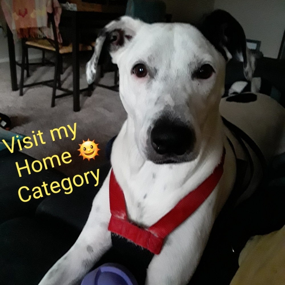 🌞Visit My Home Category
